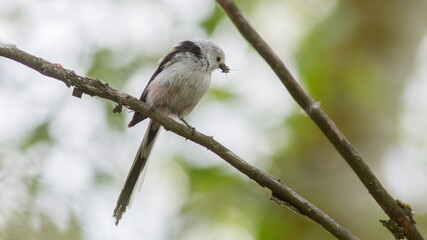 a bird on a branch
