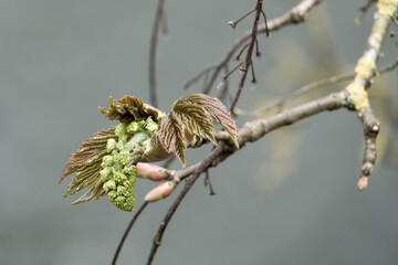 close up of greenish yellow flowers of acer pseudoplatanus sycamore maple with a blurred background
