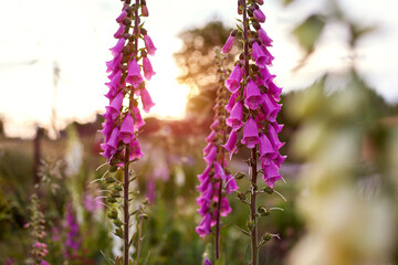 English cottage garden. Close up of pink foxglove flowers blooming in summer garden. Digitalis in blossom. © maryviolet