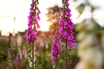English cottage garden. Close up of pink foxglove flowers blooming in summer garden. Digitalis in...