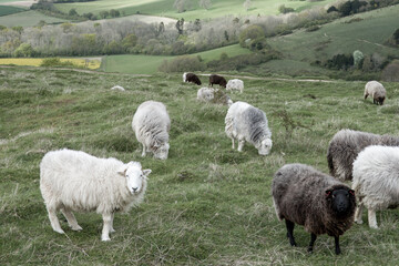 herd of herdwick sheep on Old Winchester Hill Hampshire England with views of the countryside in...
