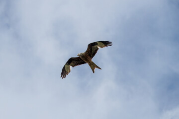 red kite a large bird of prey in flight with blue sky and wispy white cloud in the background