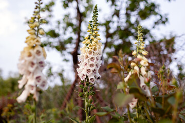 Summer cottage garden. Close up of white foxglove flowers blooming in rose garden. Digitalis in blossom.