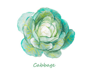 Obraz premium Cabbage, green cabbages, vegetable, vegetarian food, hand drawn watercolor illustration , food illustrations 