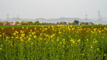 Spring landscape with blooming rapeseed in foreground, blurred trees, power lines and hills in background