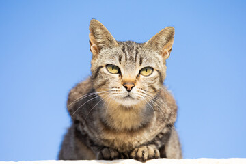 Gato dom&eacute;stico (Felis silvestris catus)