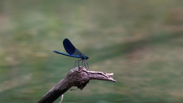 dragonfly on a branch