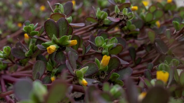 Timelapse of common purslane blooming. The new flowers bloom for a few hours each day after sunrise.