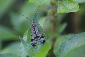 Panorpa communis, Mosca Scorpione