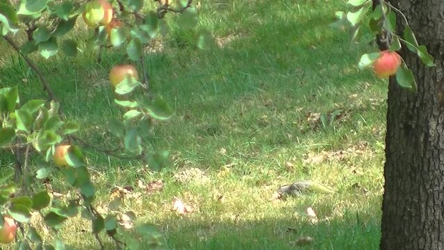 Bird European green woodpecker, Picus viridis looks for food in ground between green grasses under apple tree with apples on summer sunny windy day - real time. Topics: ornithology, natural habitat