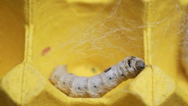 The silkworm first starts to spin a hammock of silk to support the cocoon. The hammock is a loose, irregular protective network of silk in which the cocoon will be suspended.