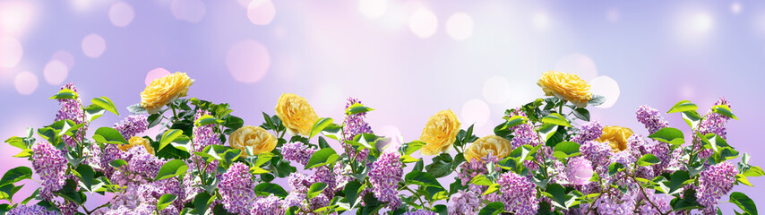 Lilac and rose flower in spring fairy tale blooming floral garden on mysterious soft violet blurred background with light bokeh, beautiful natural dreamy landscape, wide symmetric banner.
