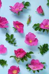 floral background of pink rosehip flowers on blue background