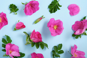 floral background of pink rosehip flowers on blue background