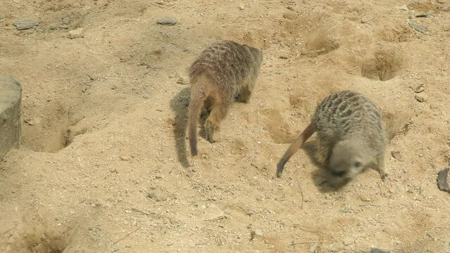 suricate allong&eacute; sur le sable	