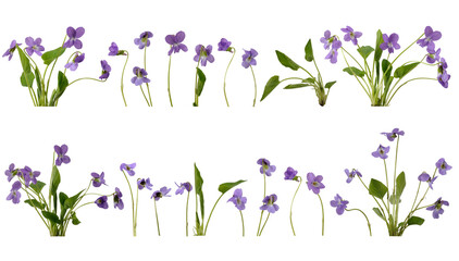 Many stems with violet flowers and leaves at various angles on white background