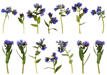 Many stems of lungwort with flowers and leaves at various angles on white background