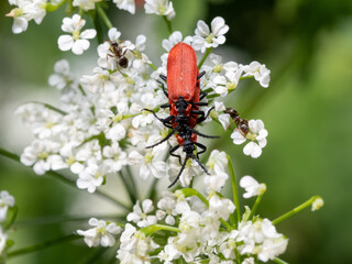 Rüssel-Rotdeckenkäfer