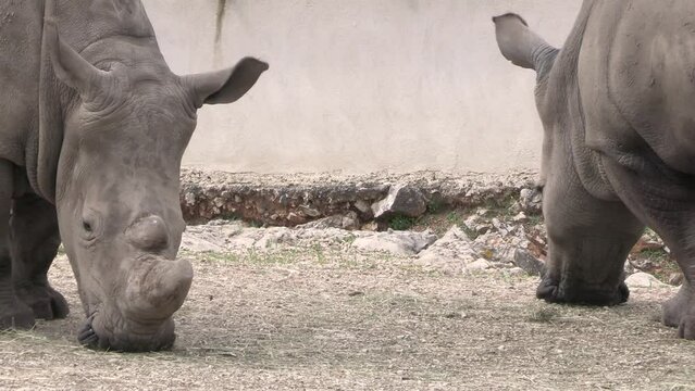rhinoc&eacute;ros en train de manger, en gros plan.	