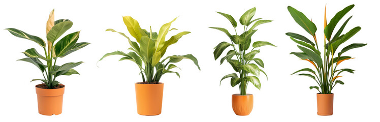 House plants collection with orange color pots isolated on transparent or white background