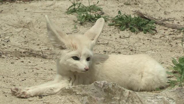 fennec, en gros plan, couch&eacute; sur le sable	