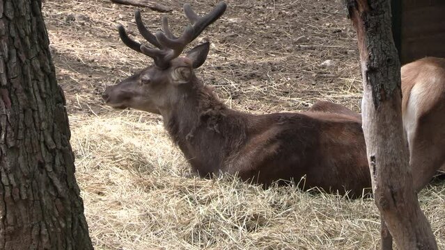 portrait d'un cerf, en gros plan.
