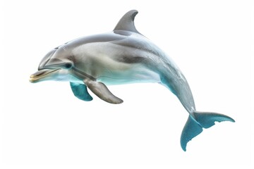 Playful baby dolphin leaping in the air isolated on white background