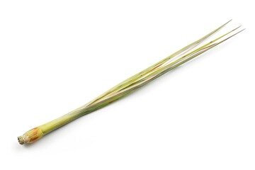 Single lemongrass stalk with green and yellow hues isolated on white background