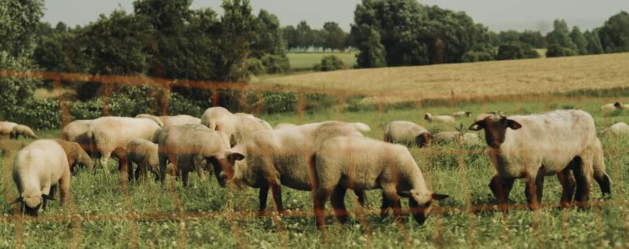 Schafe eingez&auml;unt auf der weide vom Sch&auml;fer Heinrich