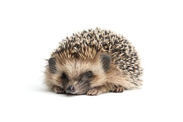 Obraz premium Tiny hedgehog curled up in a ball isolated on white background