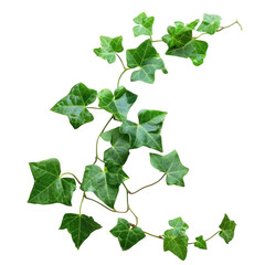 Green ivy leaves ,isolated on white background