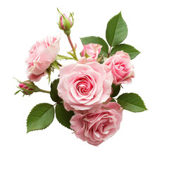 Pink roses ,isolated on white background