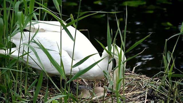 H&ouml;ckerschwan wendet Eier in seinem Nest 