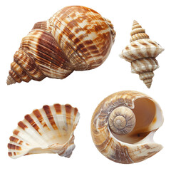 Obraz premium Seashells ,isolated on white background