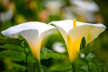 Pair of white calla lilies (Zantedeschia) in the wild on the californian coast (USA) in the...