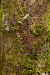 texture of tree bark with mold or green algae seen from close-up