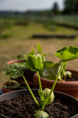 Sadzonki w ogrodzie