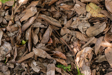 An overhead image of the ground in autumn revealing a carpet of dry leaves covering the ground