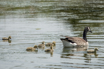 Canada goose branta canadensis with goslings on the water