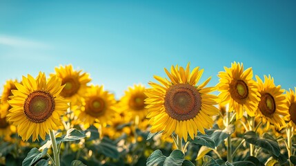 Fototapeta premium Sun-kissed sunflower field, suitable for agriculture, summer imagery, and renewable energy concepts.
