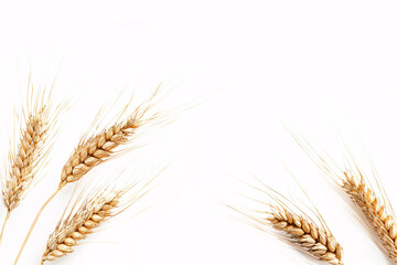 Fototapeta premium wheat stalks arranged on a white background