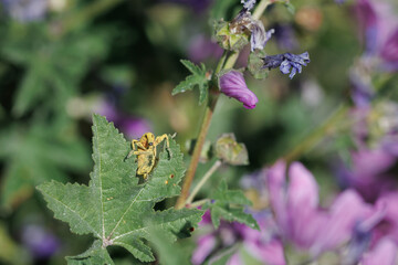 Gorgojo de la malva (Lixus augustatus) caminando sobre la hoja de la planta Malva sylvestris, Alcoy, Espa&ntilde;a