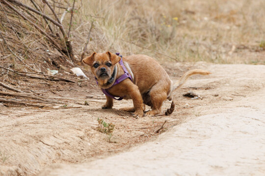 Perro mestizo peque&ntilde;o cagando en un camino de tierra, Beniarres, Espa&ntilde;a