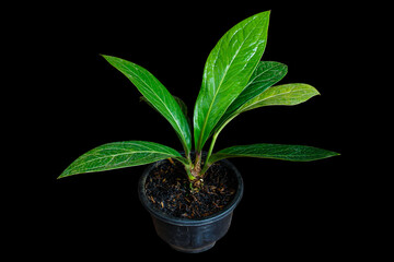 Anthurium jenmanii ornamental houseplant in black pots isolated on black background with clipping path