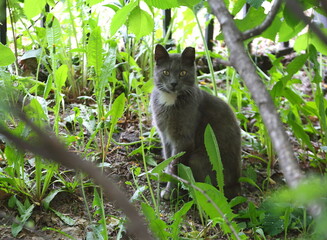 A grey yellow-eyed cat is sitting in the green grass