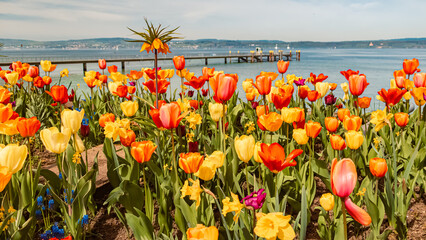 Beautiful flowers at Mainau island, Lake Bodensee, Baden-Wuerttemberg, Germany, on a sunny day in spring