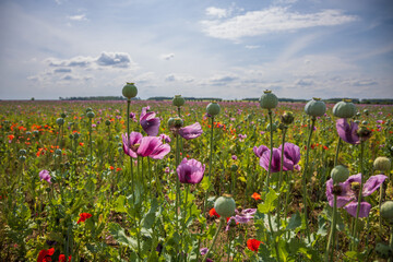 A large field with poppies. The poppy blooms with red and purple flowers. The sky is blue with...