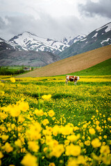 yellow flowers on the mountain