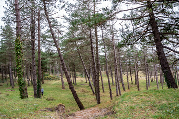 Fototapeta premium The forest at Murvagh in County Donegal, Ireland