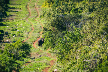 Nyala Bull in road in bushveld thicket Eastern Cape buck antelope